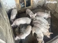 Pigs (batch, sex not specified), Pigs — photo 2