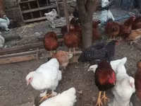 براهما — الصورة 2