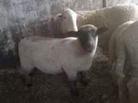 母羊, Sheep — 照片 4