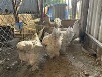 Brahma — Foto 2