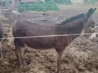 公马, Horses — 照片 4