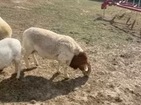 Bélier, Dorper sheep — photo 6