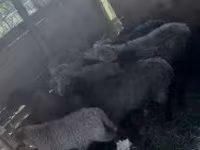 Carnero, Merino sheep — foto 2