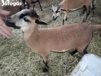 母羊, Cameroon sheep — 照片 3