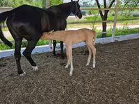 Mare, Akhal-Teke — photo 4