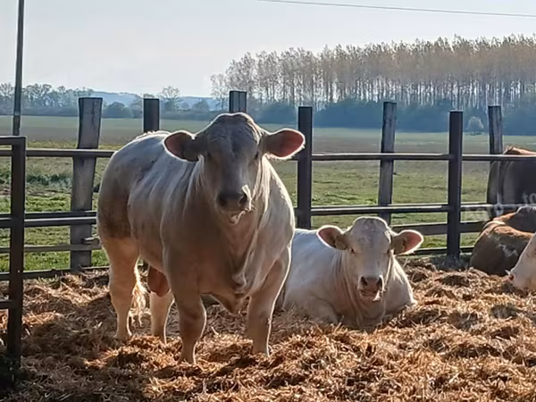 Buğa, Simmental cattle — Macarıstan