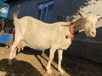 Chèvre, Saanen goat — photo 7