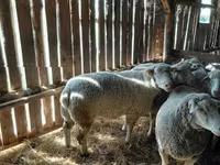 Qoç, Ile-de-France sheep — foto 2