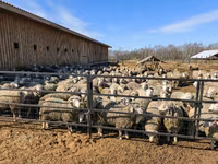 Ovca, Kuibyshev sheep — fotografija 7