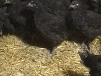 Chickens — photo 1