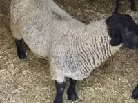 मेढ़ा, White Suffolk sheep — फ़ोटो 3