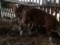 Byk, Simmental cattle — zdjęcie 1