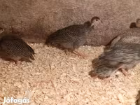 Guinea fowl — 照片 2