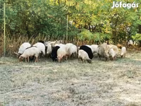 Ovca, Racka sheep — fotografija 2