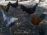 Chickens — 1-rasm