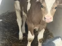 Bik, Simmental cattle — fotografija 3