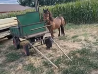 Cheval, Chevaux — photo 2