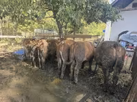 Buqa, Vengercha kulrang zot — 2-rasm