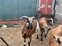 雄羊, Cameroon sheep — 写真 3
