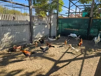 Ayam Ketawa — zdjęcie 1
