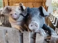 Toʻngʻiz — 7-rasm