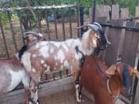 बकरा, Nubian Goat — फ़ोटो 5