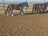 Pastuv, New Altai Horse — fotografija 3