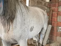 Jument, Chevaux — photo 4