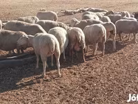 Ovejas (lote, sexo no especificado), Ovejas — foto 2