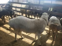 Ovan, Suffolk sheep — fotografija 4