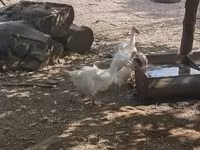 Geese — zdjęcie 5