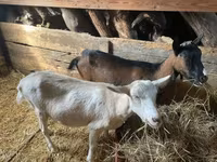 Коза, Alpine goat — фото 3