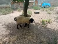 Қошқар, White Suffolk sheep — 4-сурет
