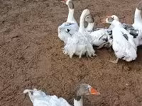 Geese — الصورة 4