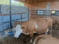 雌牛, French Simmental cattle — 写真 3