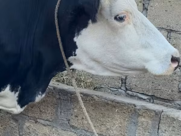 Krava, Crveno-šarena rasa