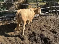 Krowa, Simmental cattle — zdjęcie 3