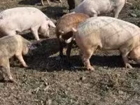 Eber, Schweine — Foto 8