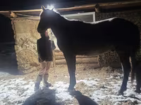 Pastuv, New Altai Horse — fotografija 1