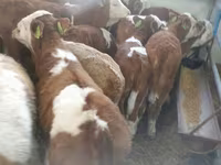 Bik, Simmental cattle — fotografija 2