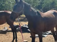 Kobila, Nonius horse — fotografija 8