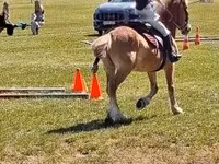 雄馬, Haflinger — 写真 5