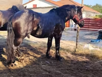 Cavalo, Cavalos — foto 1
