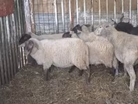 Қой, Ile-de-France sheep — 8-сурет
