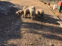 母羊, Sheep — 照片 2