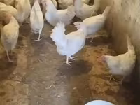 Leghorn — fotografija 1