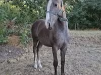 Cavalo, Cavalos — foto 6