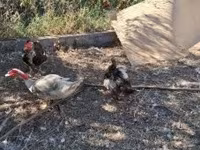 Ducks — Foto 4