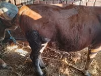 ثور, Simmental cattle — الصورة 8
