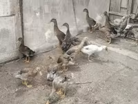 Ducks — zdjęcie 3